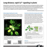 Long-distance, rapid Ca2+ signaling in plants