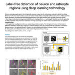 Label-free detection of neuron and astrocyte regions using deep learning technology