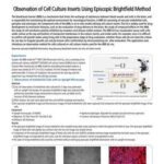 Observation of Cell Culture Inserts Using Episcopic Brightfield Method