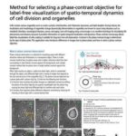 Method for selecting a phase-contrast objective for label-free visualization of spatio-temporal dynamics of cell division and organelles