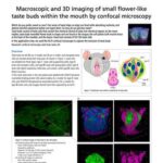 Chụp ảnh macro và 3D các nụ vị giác nhỏ hình hoa trong khoang miệng bằng hiển vi confocal