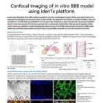 Chụp ảnh confocal mô hàng rào máu não nuôi cấy in vitro bằng nền tảng idenTx