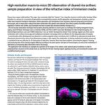 Quan sát 3D macro đến micro bao phấn lúa đã làm trong, chuẩn bị mẫu theo chỉ số khúc xạ môi trường ngâm
