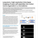 Long-term, high-resolution time-lapse imaging of axon self-assembly into motor nerve organoids in a microdevice