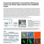 AI-powered optimization of transfection efficiency by nucleus and cellular region detection from brightfield images