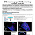 Chụp ảnh confocal 3D mẫu dày bằng cách hiệu chỉnh cường độ Z