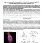 Image-based analysis of intracellular delivery of DNA/RNA therapeutics using NSPARC