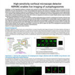 High-sensitivity confocal microscope detector NSPARC enables live imaging of autophagosomes.