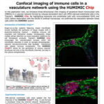 Confocal imaging of immune cells in a vasculature network using the HUMIMIC Chip