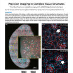 Precision Imaging in Complex Tissue Structures