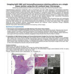 Imaging both H&E and immunofluorescence staining patterns on a single tissue section using the AX confocal laser microscope