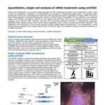 Quantitative, single-cell analysis of siRNA treatment using smFISH