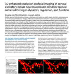 Chụp ảnh confocal tăng cường độ phân giải 3D tế bào thần kinh vỏ não chuột, tiết lộ các nhóm gai nhánh khác nhau về chức năng