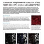 Automatic morphometric extraction of the rabbit osteocytic lacunae using Segment.ai