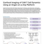Chụp ảnh confocal động học tế bào CAR-T bằng nền tảng organ-on-a-chip
