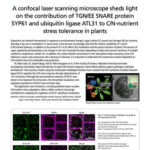 A confocal laser scanning microscope sheds light on the contribution of TGN/EE SNARE protein SYP61 and ubiquitin ligase ATL31 to C/N-nutrient stress tolerance in plants