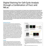 Digital Staining for Cell-Cycle Analysis through a Combination of Fucci and NIS.ai.