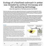 Ecology of a fossilized cockroach in amber was revealed by confocal microscopy and thin sectioning technology