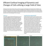 Chụp ảnh confocal hiệu quả biến động và thay đổi tế bào với trường nhìn lớn