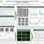 Phản ứng của tế bào gốc phôi với các nền thương mại dùng để duy trì tế bào gốc