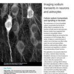 Imaging sodium transients in neurons and astrocytes