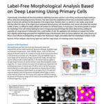 Phân tích hình thái không nhuộm bằng học sâu sử dụng tế bào gốc