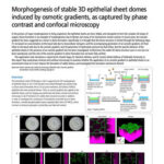 Quá trình hình thành mái vòm biểu mô 3D ổn định do gradient thẩm thấu, ghi nhận bằng tương phản pha và hiển vi confocal