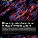 Resolving subcellular detail in tissue-mimetic culture