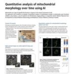 Quantitative analysis of mitochondrial morphology over time using AI