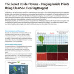 The Secret Inside Flowers – Imaging Inside Plants Using ClearSee Clearing Reagent