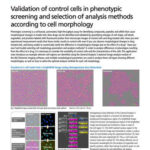 Validation of control cells in phenotypic screening and selection of analysis methods according to cell morphology