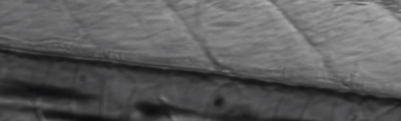 Kính Hiển Vi Nikon SMZ745 SMZ745T cùng Khám Phá Thế Giới Vi Mô