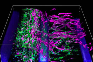 Chụp ảnh cơ quan mô phỏng và cơ quan trên chip