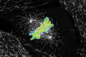 Chụp ảnh tế bào sống