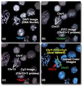 Kỹ thuật lai tại chỗ huỳnh quang (Fluorescence in situ Hybridization – FISH)